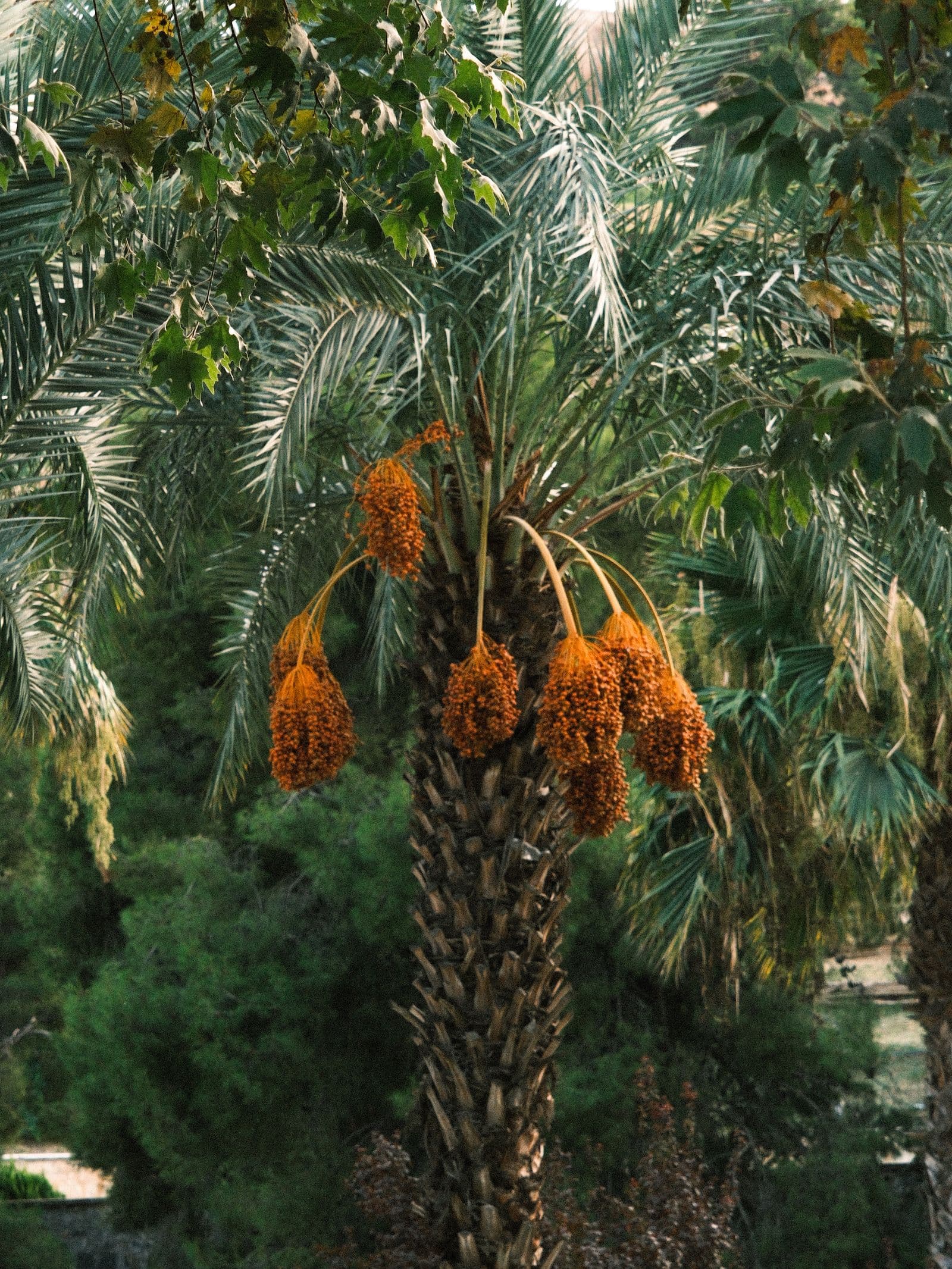 Dates