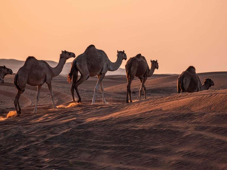 Desert caravan at sunset